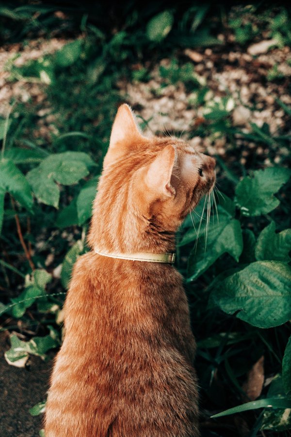 Welche nachhaltigen Techniken gibt es, um einen Garten auf dem Dach eines Mehrfamilienhauses anzulegen?